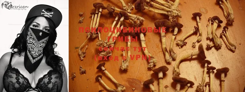 Галлюциногенные грибы Psilocybine cubensis  Бугульма 